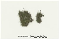 藏品(擬多枝苔)的圖片